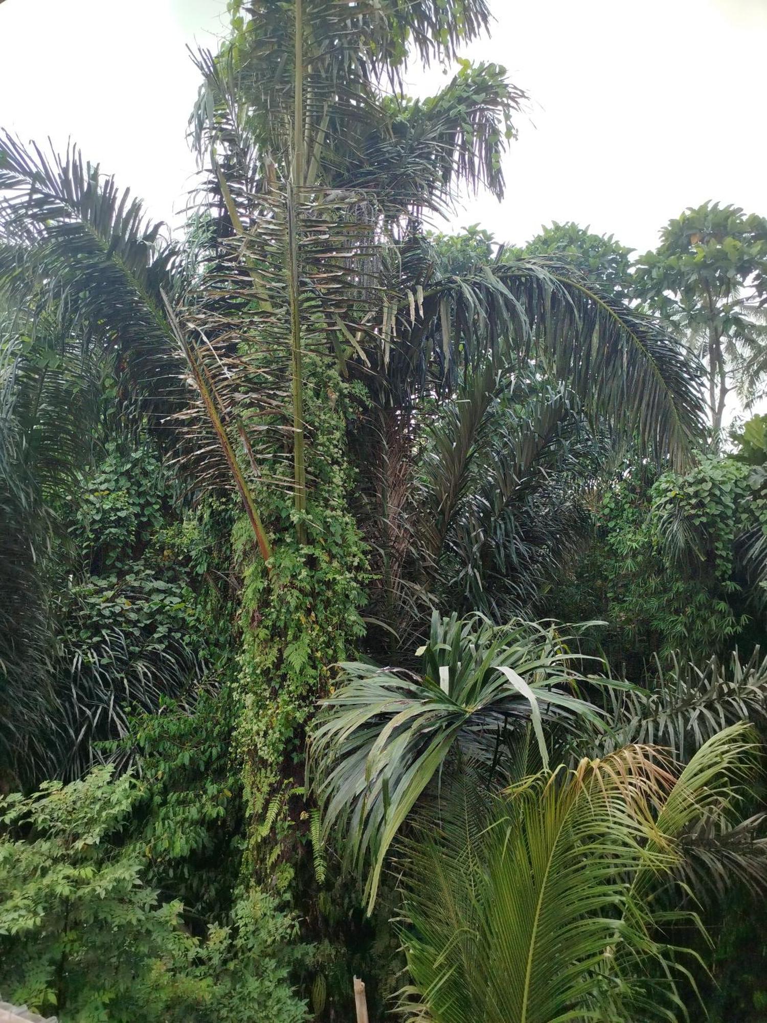 Suweta46 House Guest house Ubud (Bali)